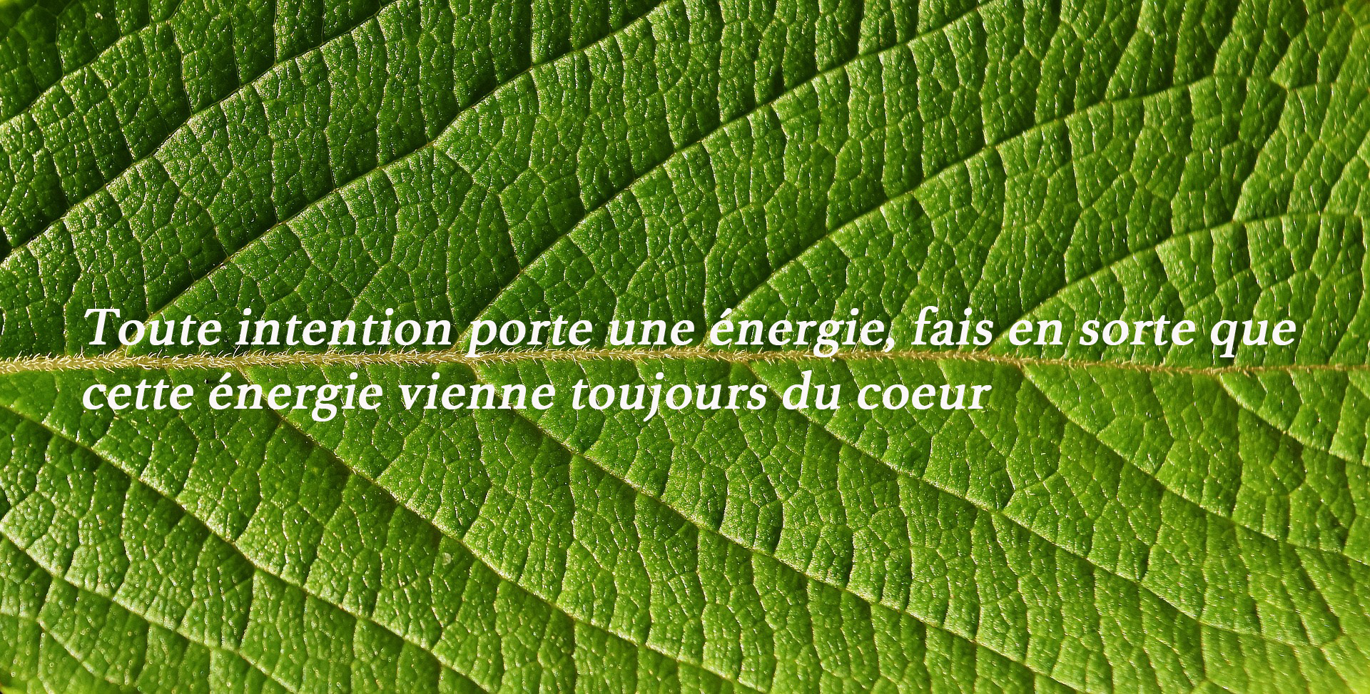 feuille vertejpg